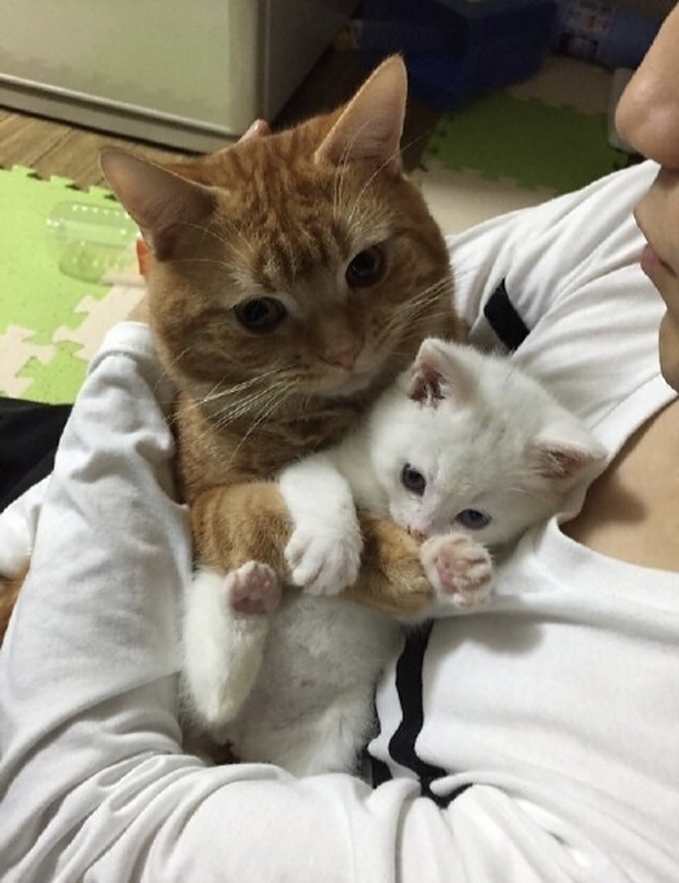 铲屎官抱大猫,大猫抱小猫.
