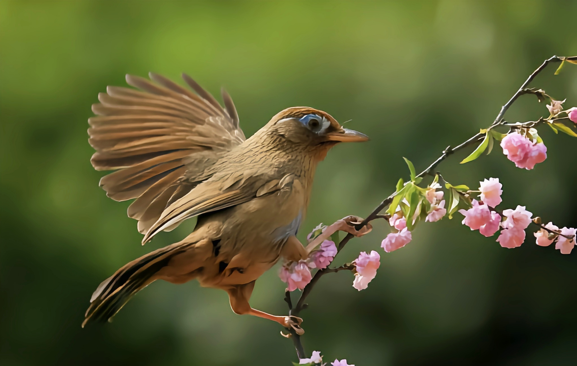 哪些有点"刑"的鸟类——画眉 画眉是我国特产鸟类,国家二级重点保护