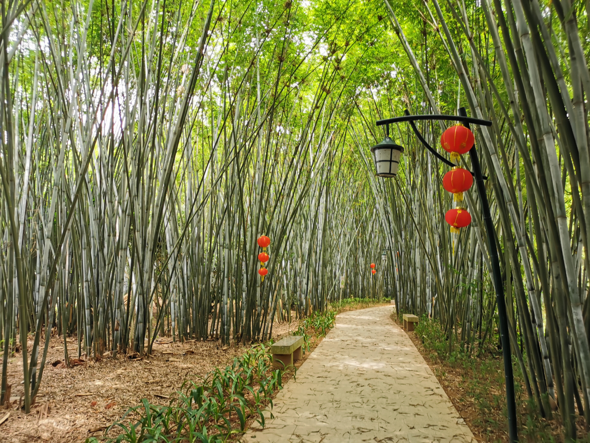 粤西小城风景之信宜旺同竹林