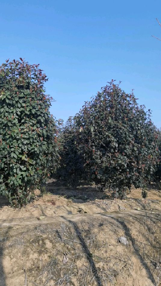 潢川县合理苗圃场出售丛生中华石楠