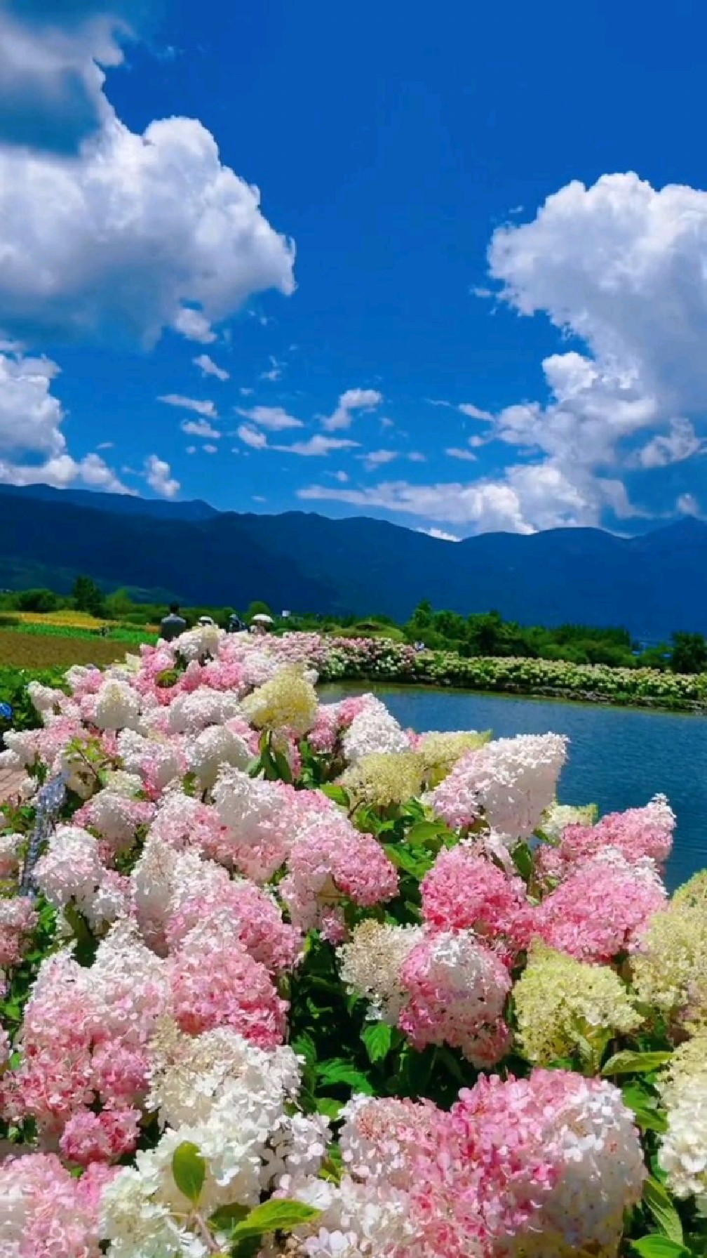 这里是听花谷,丽江是一个不缺乏风景的地方.
