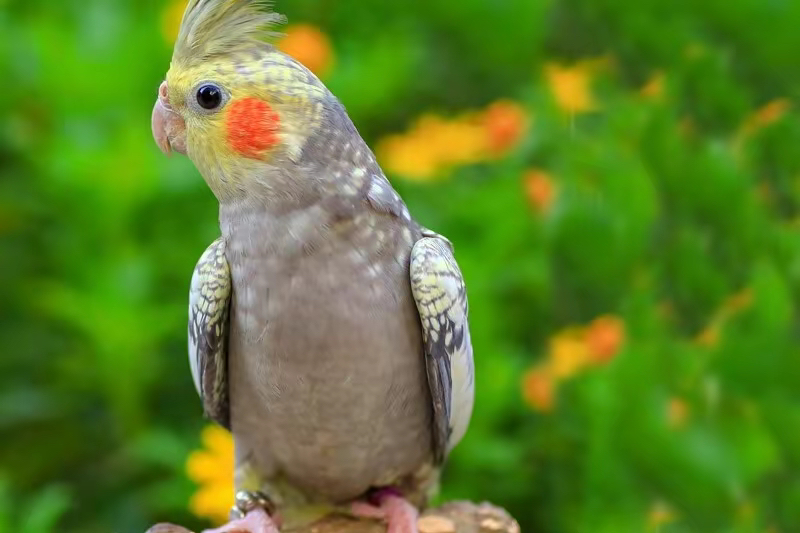 盘点玄凤鹦鹉所有品种,深度图文讲解