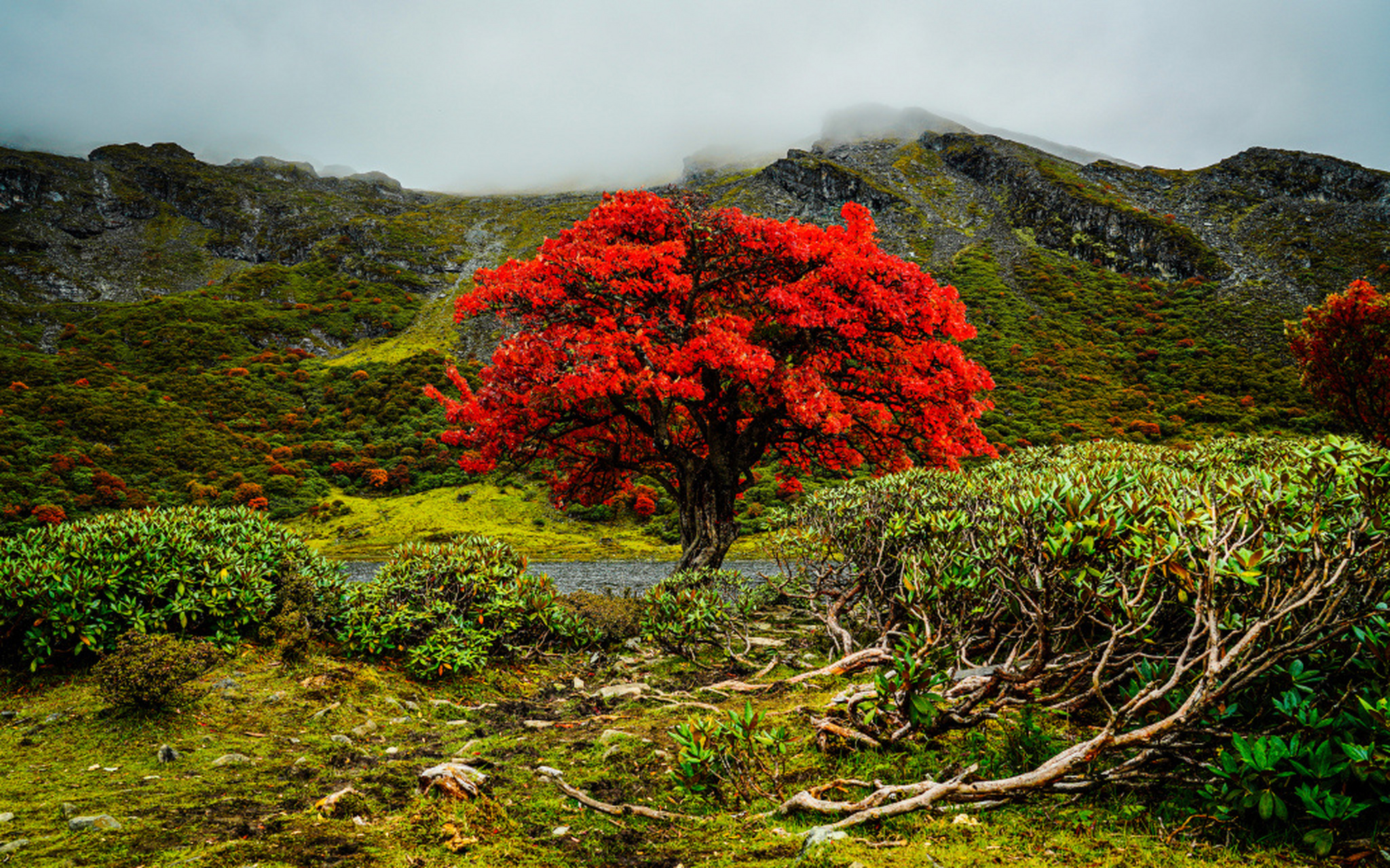 云南香格里拉,有一棵树冠火红的树木被称为"野花楸树".