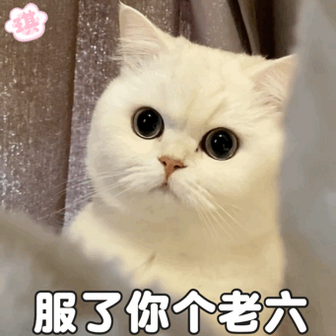 骨灰都给你扬喽#表情包