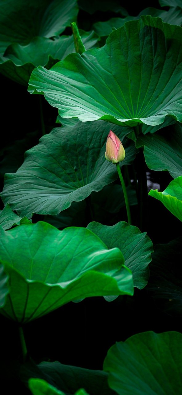 绿色清新护眼壁纸