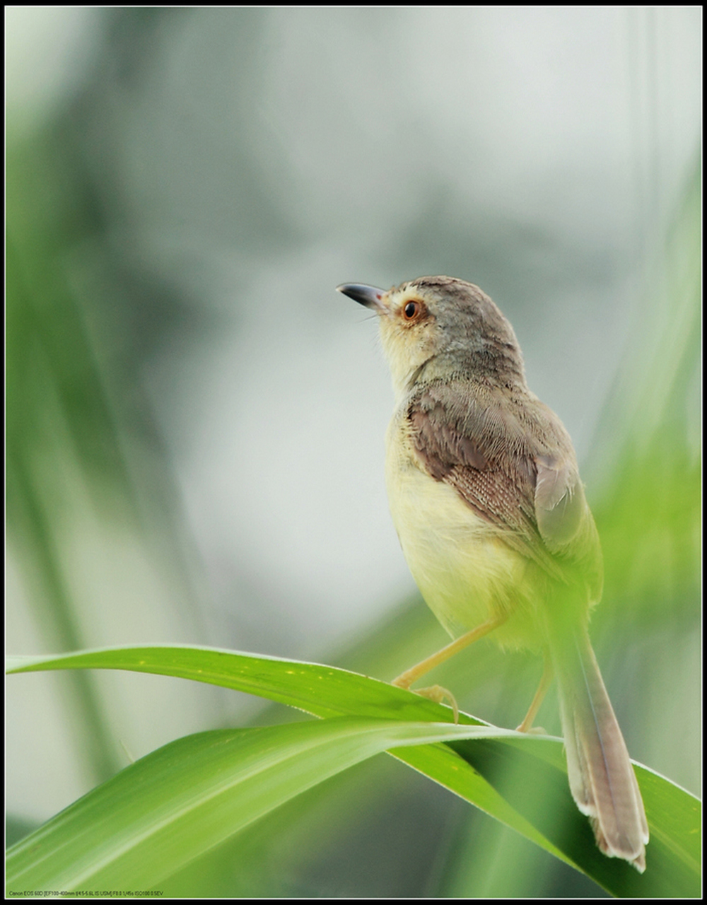 i am a little bird. i want to fly, but i cant fly high.