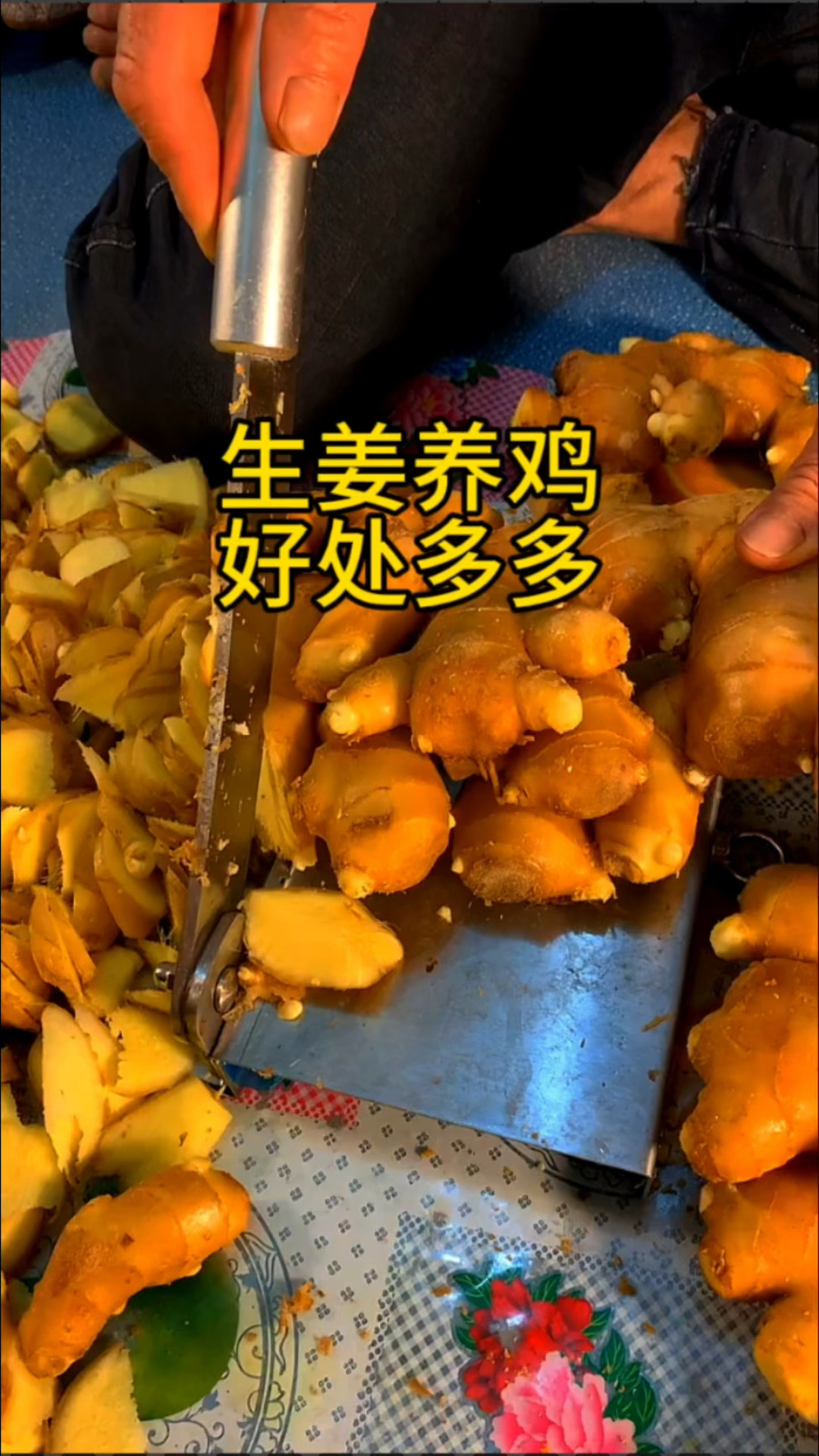 生薑養雞,好處多多!