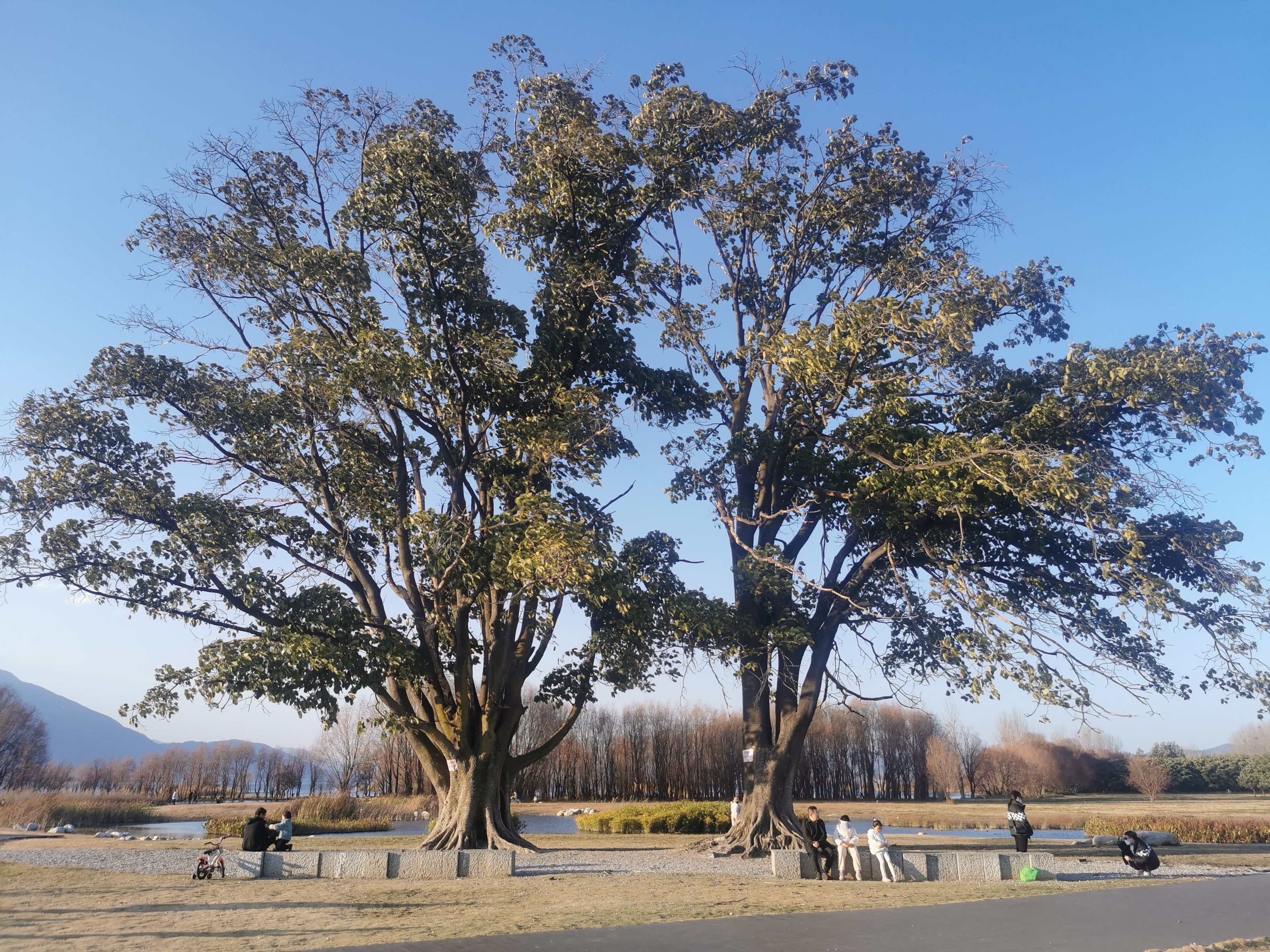 大理喜洲古镇的夫妻树,就是风有点大