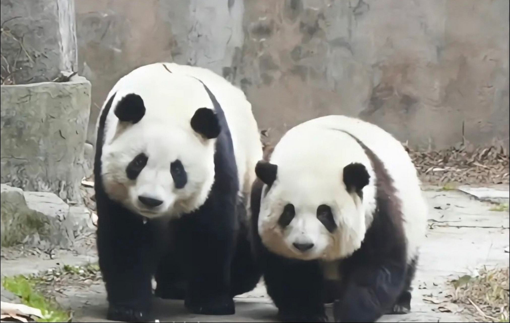 高矮胖瘦在这俩姐弟身上体现得淋漓尽致[滑稽],是最好的花叶组合呀