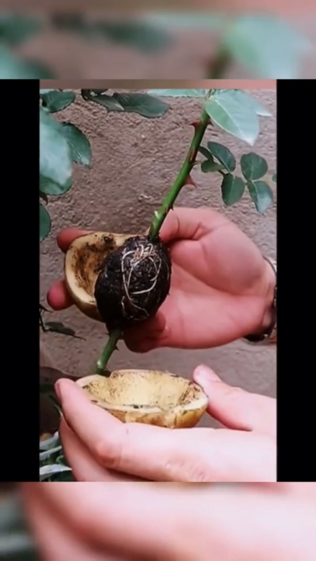 用土豆扦插玫瑰