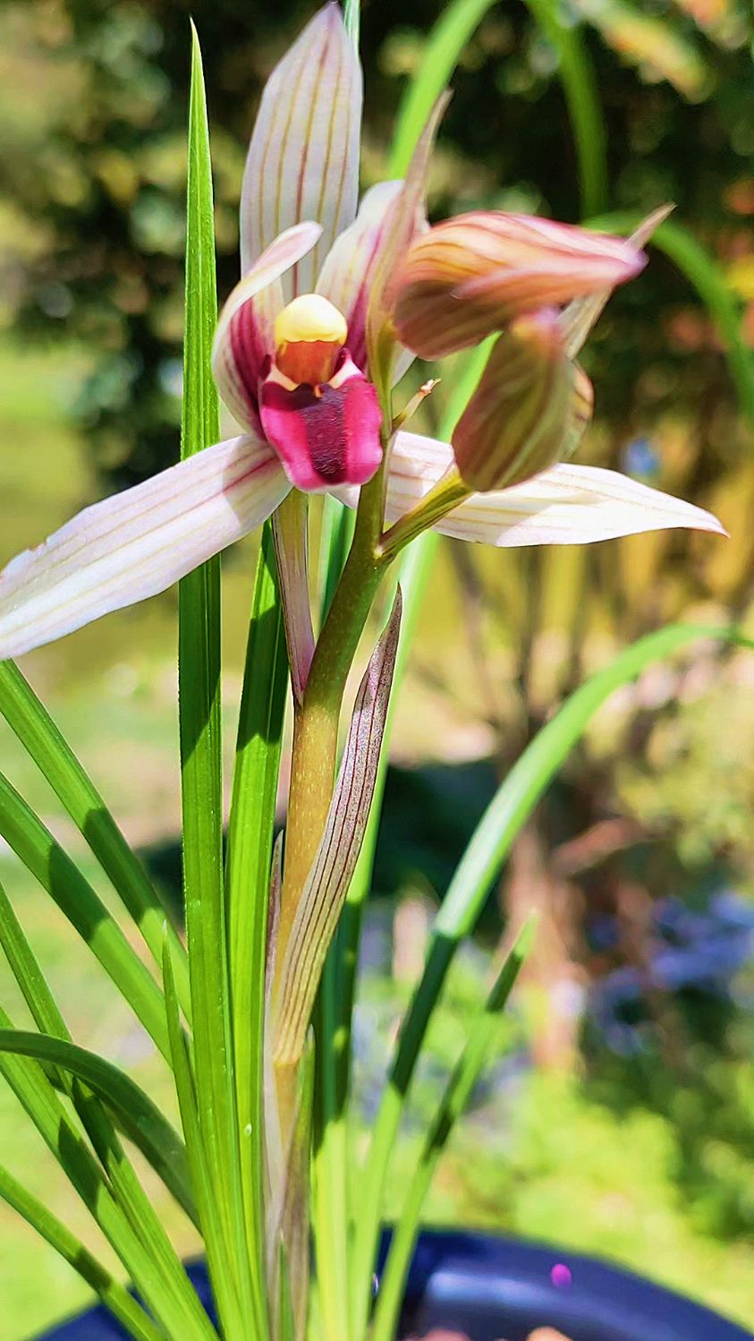 莲瓣兰名品丽江红开品分享