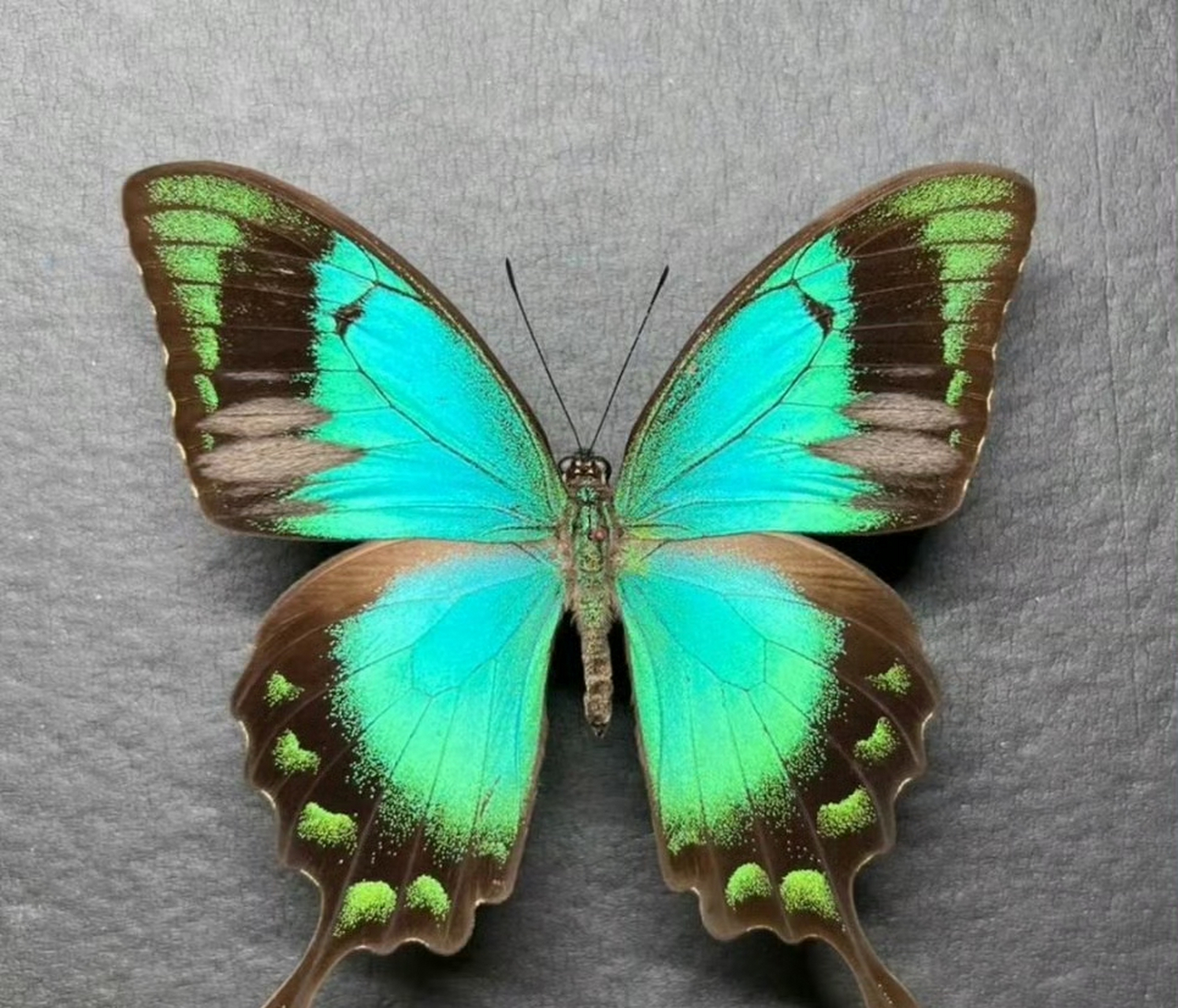 五斑翠凤蝶为日行蝴蝶,喜欢在花园,公园,森林等地方活动.