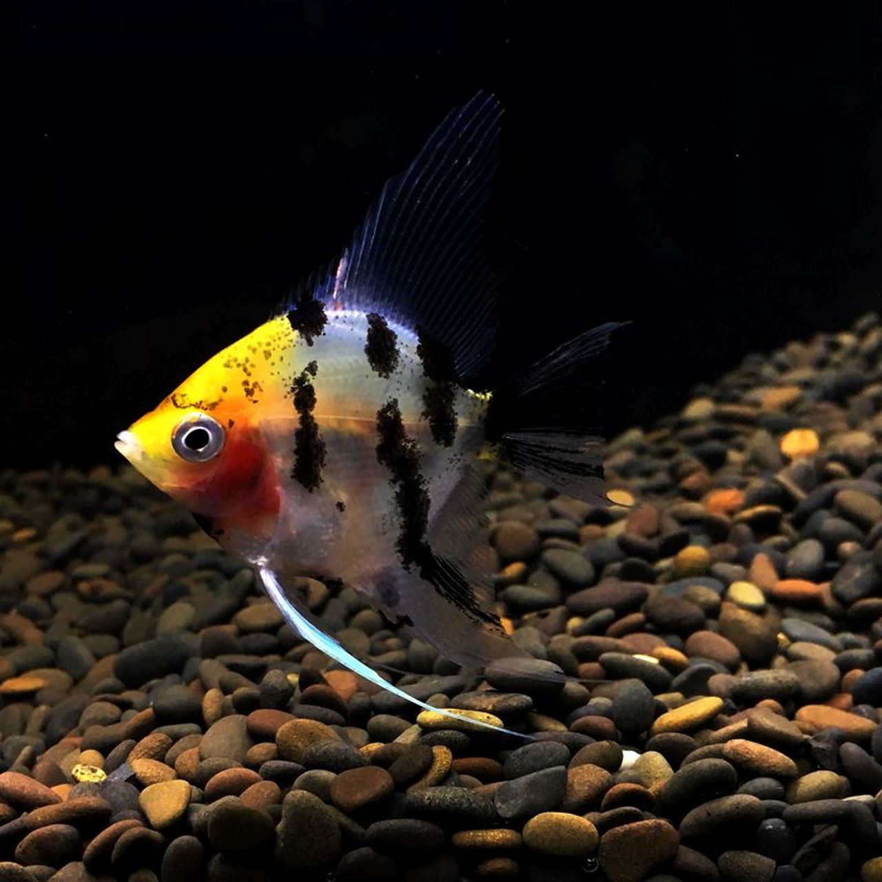 神仙鱼,(学名:pterophyllum scalare)又名燕鱼,天使鱼,小神仙鱼,小鳍