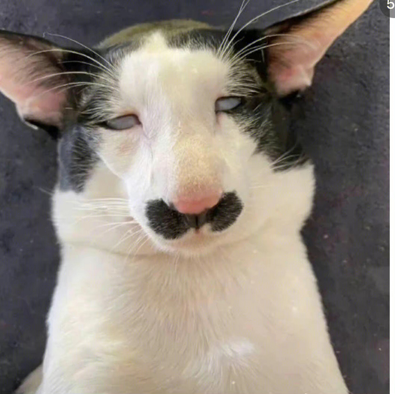 我发现一个问题,长得丑的猫都有一个共同特点,就是长得像一个人