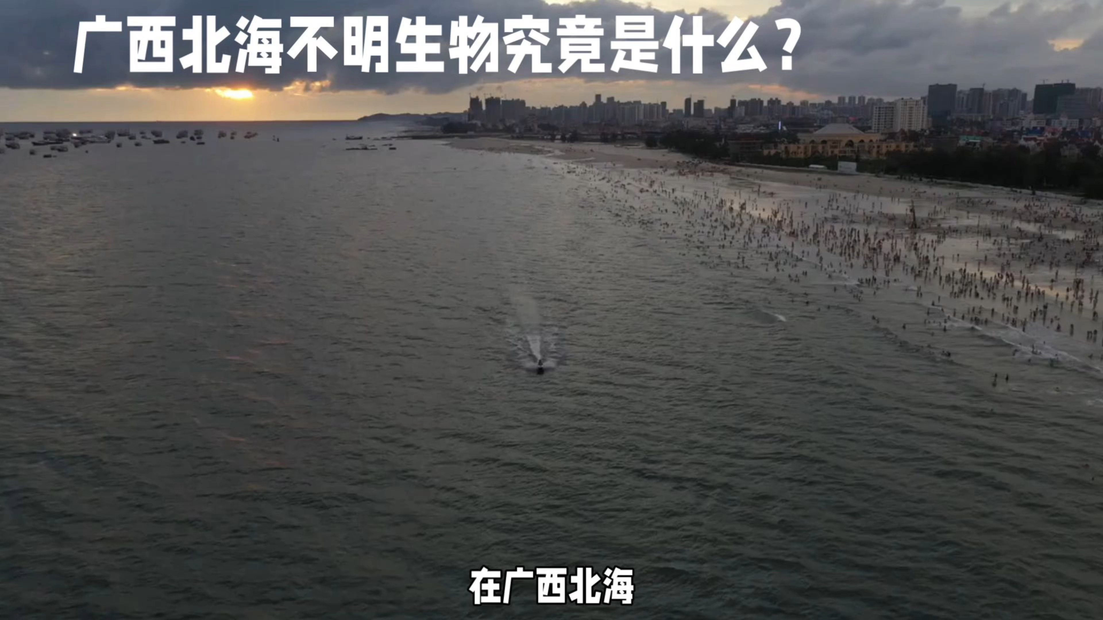 人工智能分析出北海袭击游客的不明生物