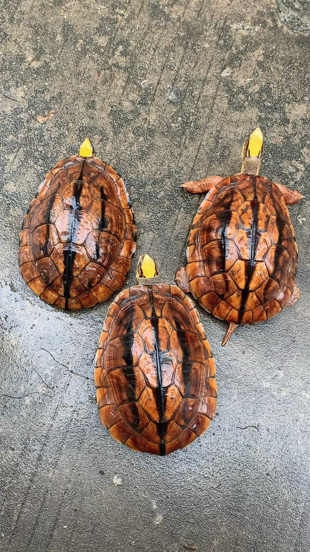 金钱龟品种科普-海南大黄头