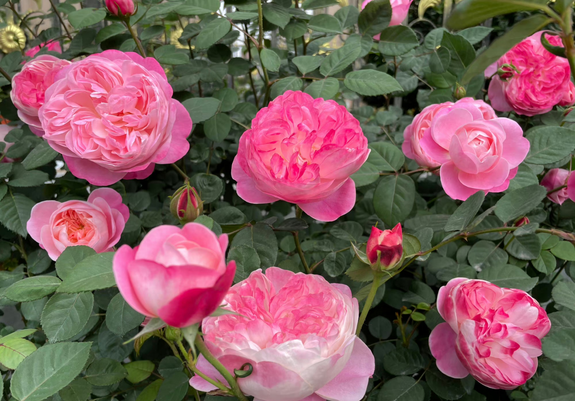 早安,今天和大家打招呼的是【梦光环】~ 日系月季梦光环像个小天使一