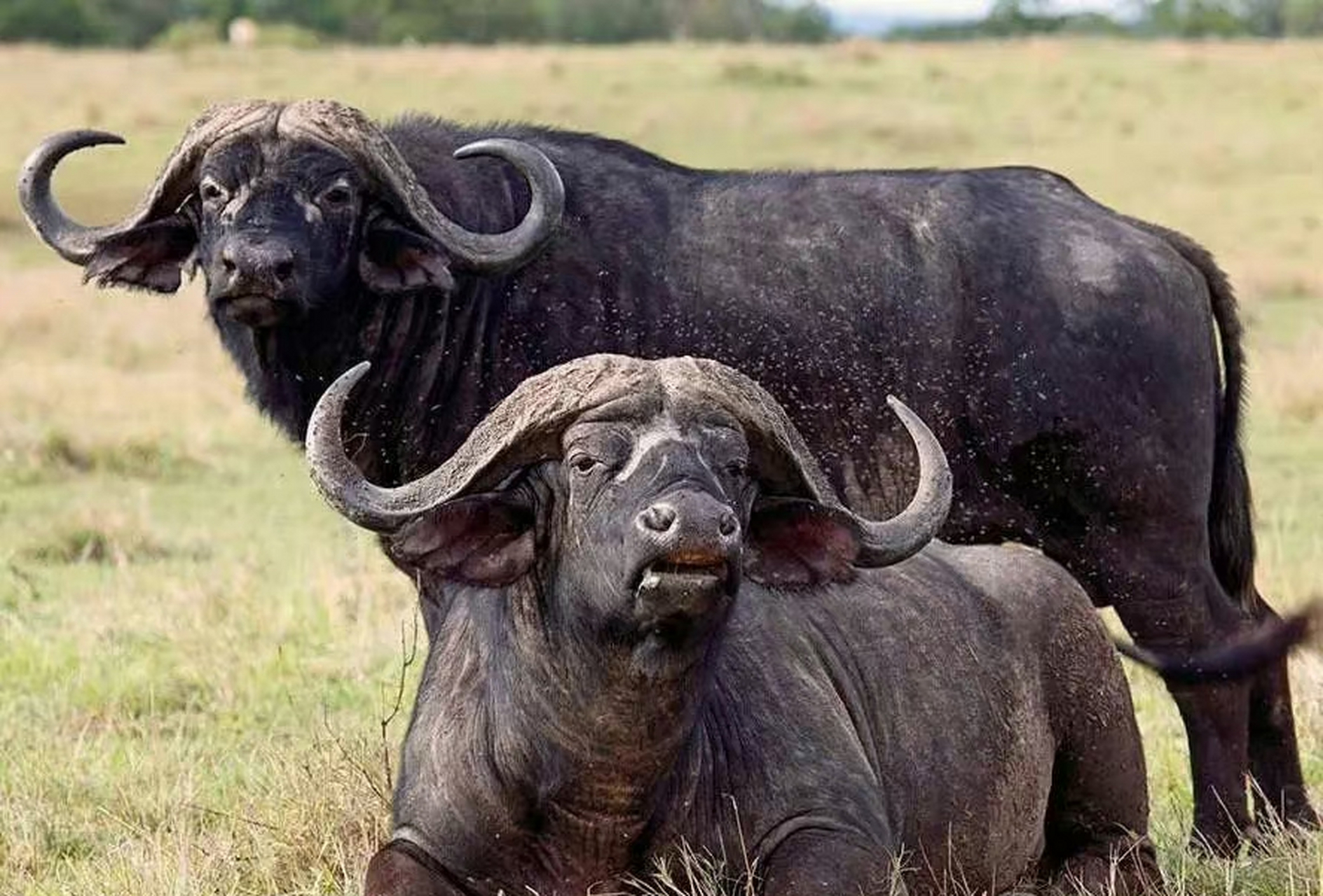 看看非洲的老水牛!