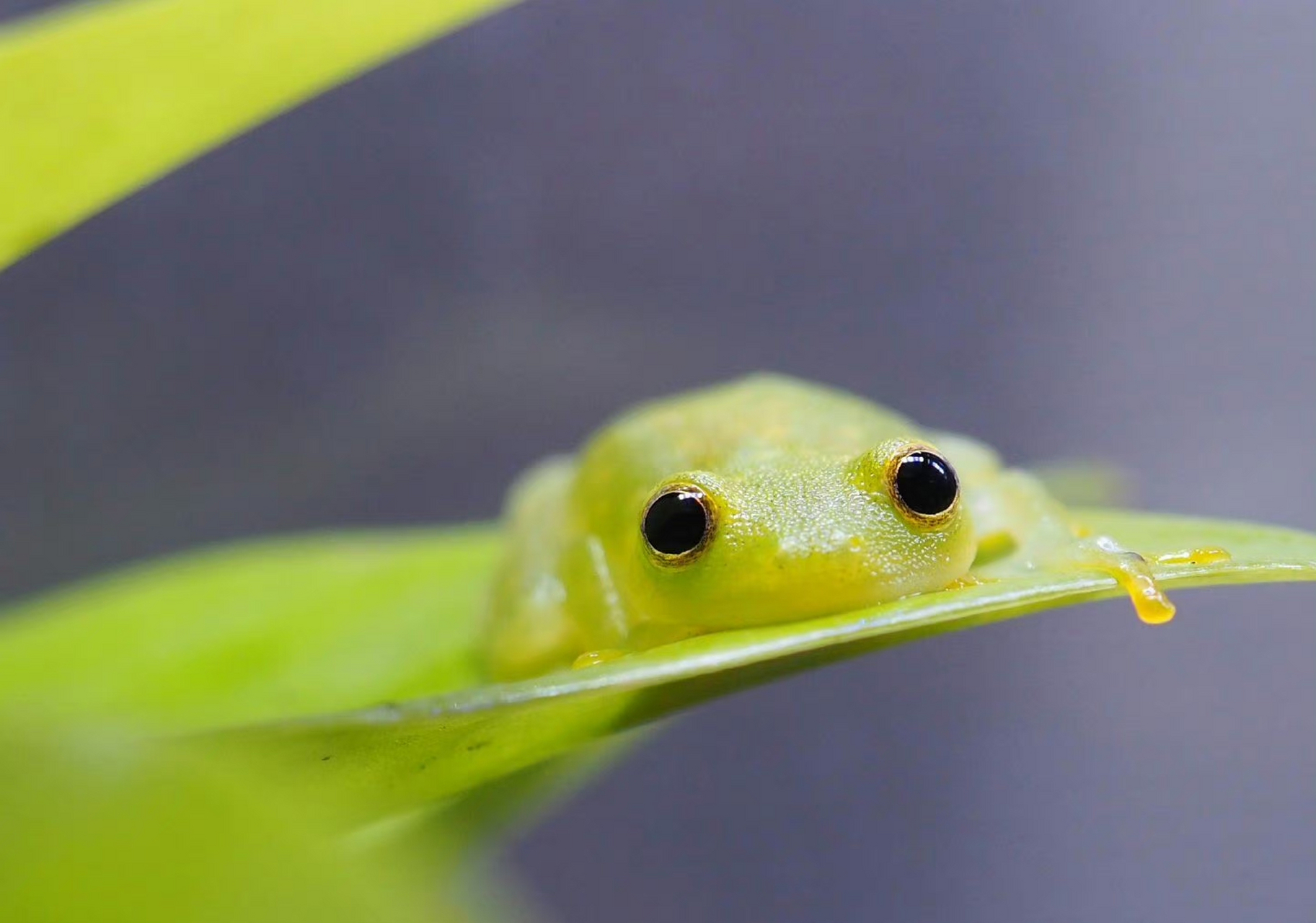 虽然它叫做玻璃树蛙,但是我还是想管它叫抹茶味麻薯蛙!