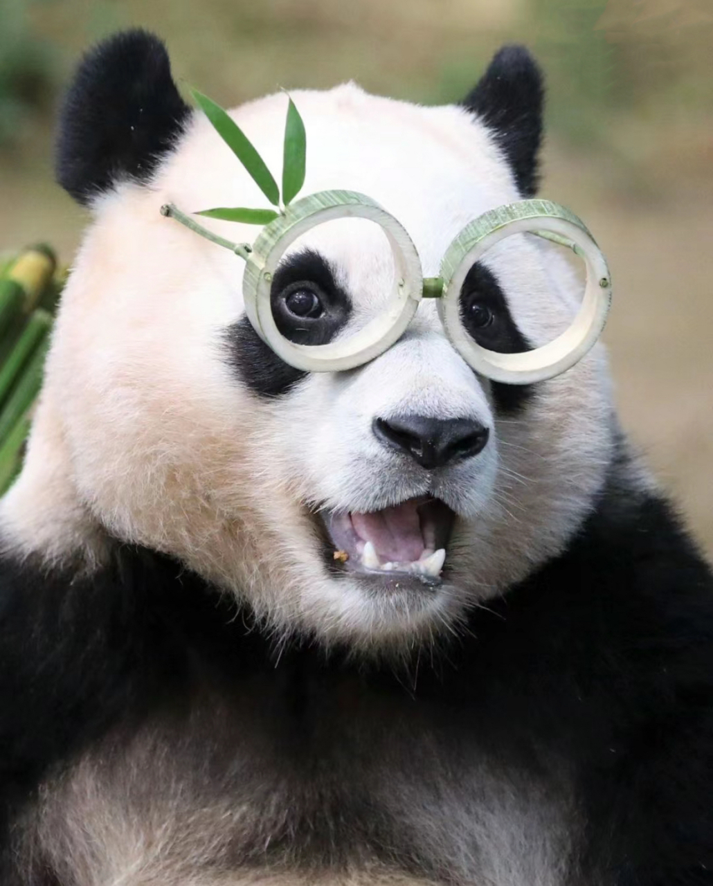 原来是"福教授",网友:福宝眼镜一戴,看起来很有文化的样子,哈哈哈哈哈