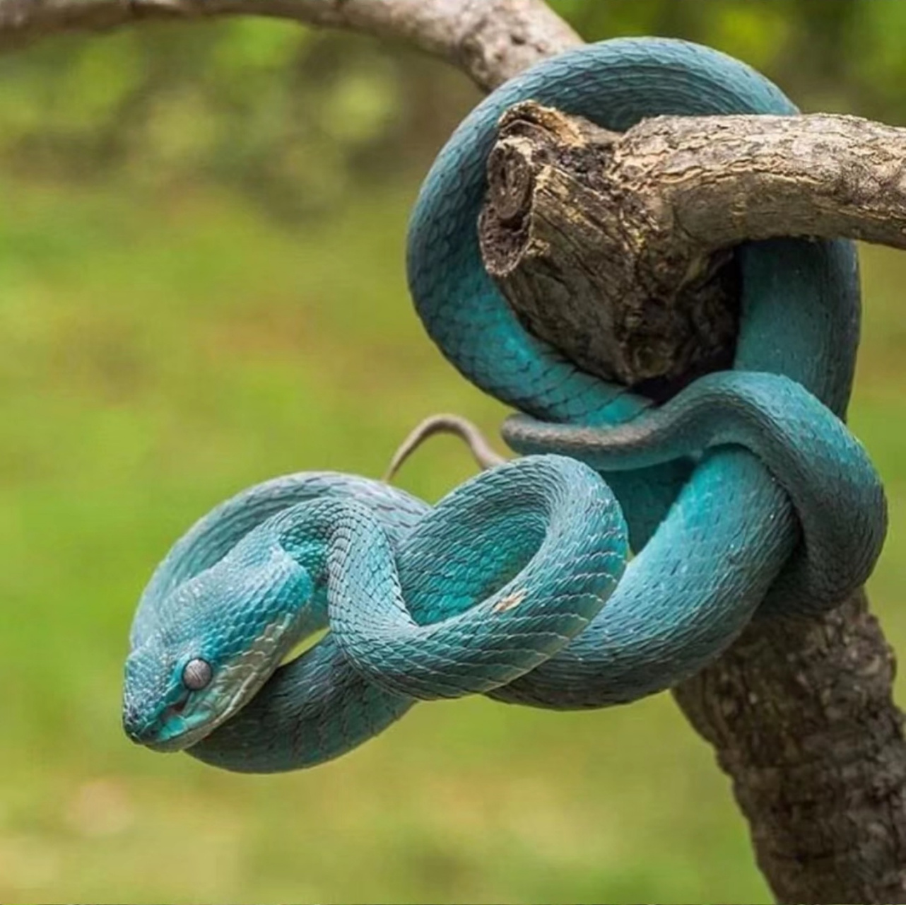 世界最漂亮的蛇.