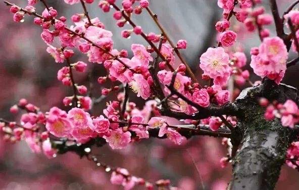 中国国花是梅花还是牡丹 十大名花谁是花魁 来自百家号 阳光万森 不错网