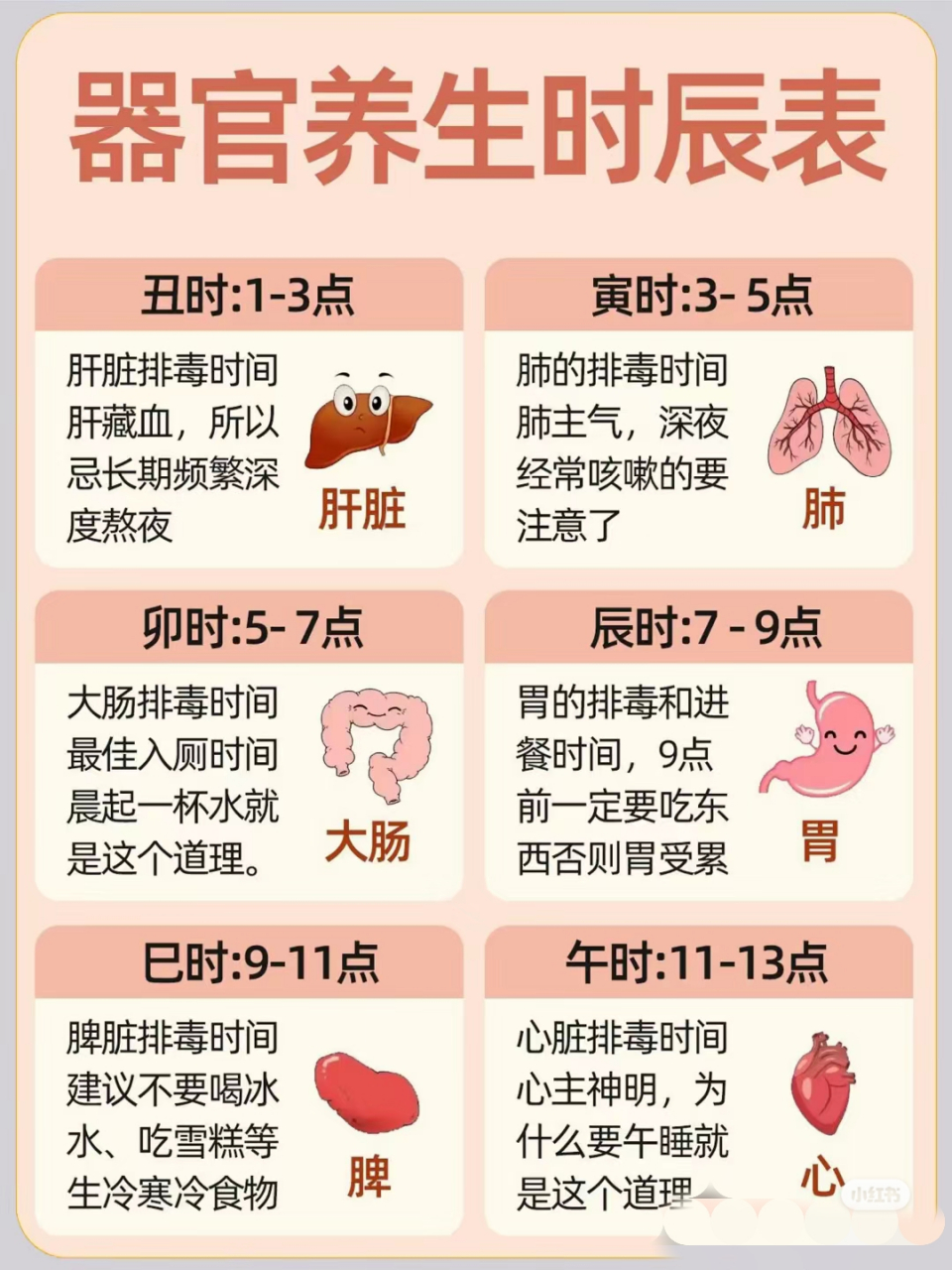 器官排毒时间表图片