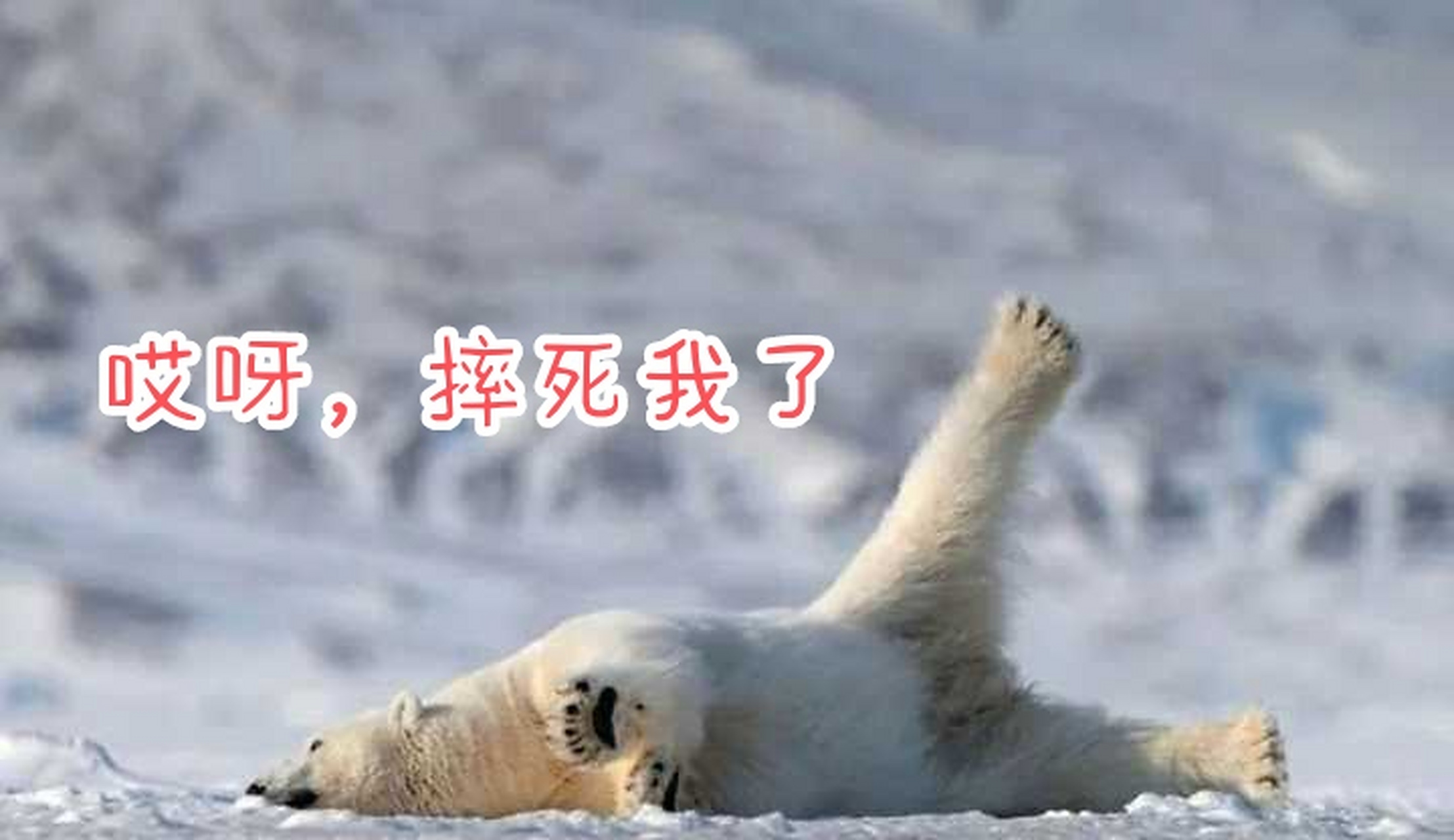 哈哈,太逗了,搞笑动物表情串烧#动物趣图