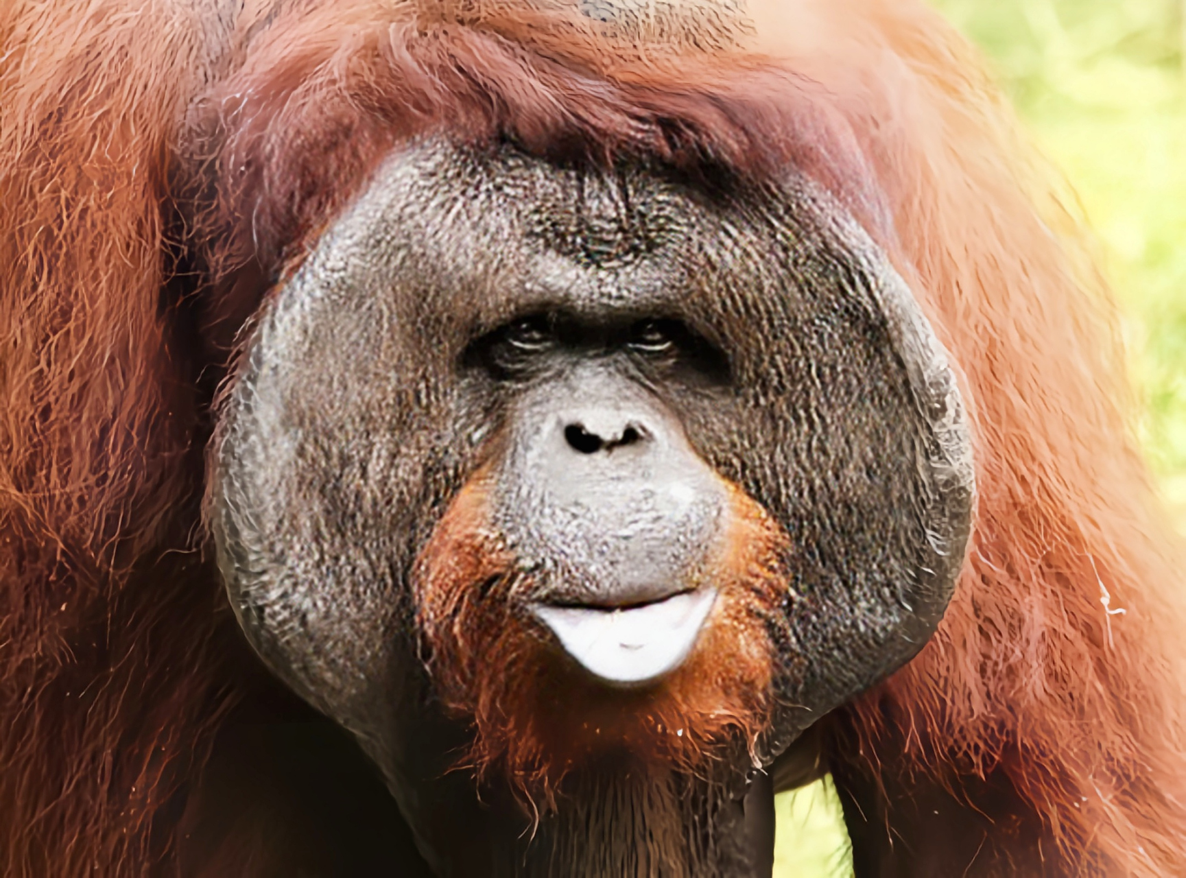动物园之星婆罗洲猩猩图片
