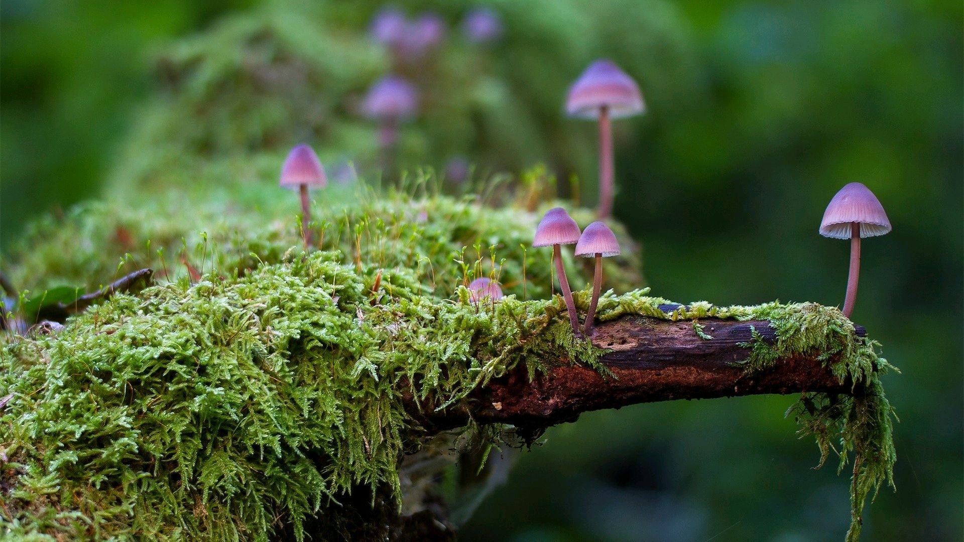 毒蘑菇的危害你知道吗?
