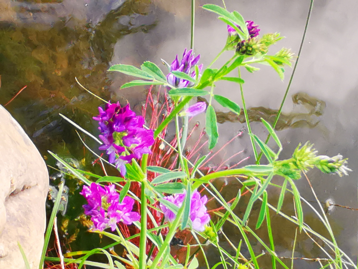伊通河美景随拍