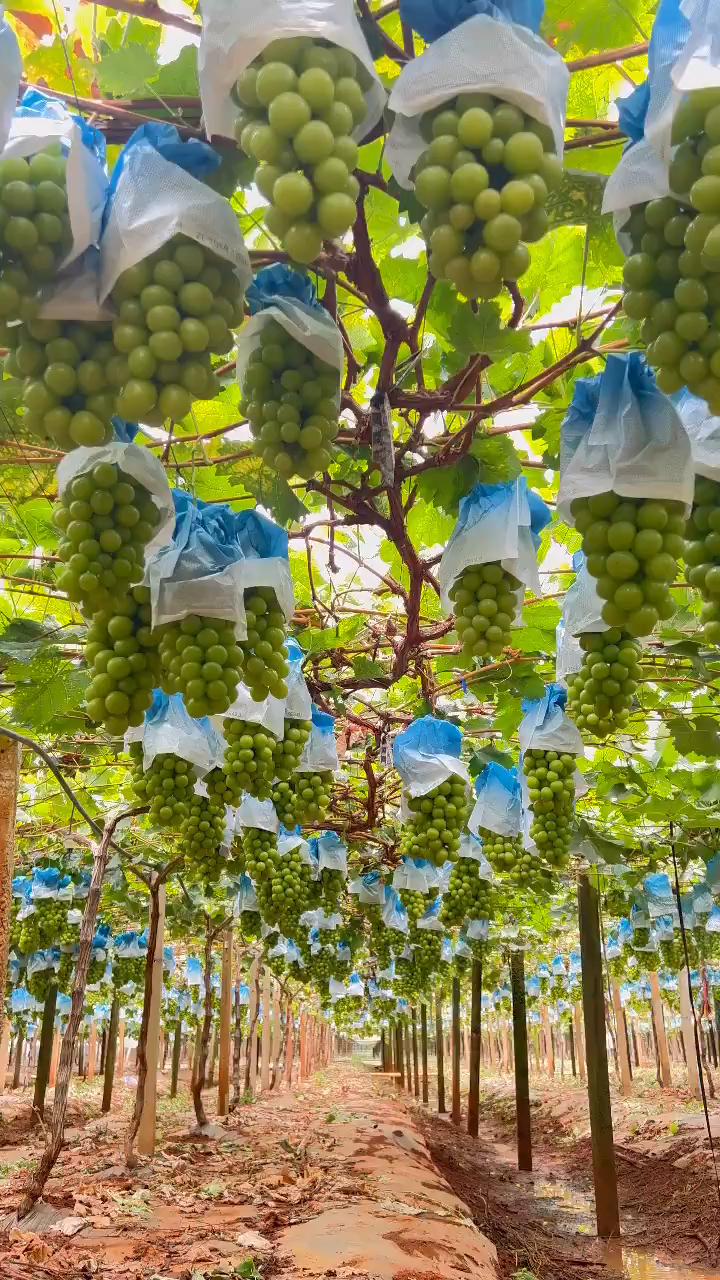 阳光玫瑰葡萄苗 冬季耐寒品种 3309根系嫁接 管理简单