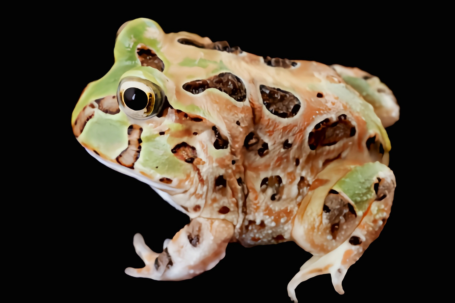 每天认识一种动物——秘鲁角蛙 秘鲁角蛙别名侏儒角蛙,太平洋角蛙,原