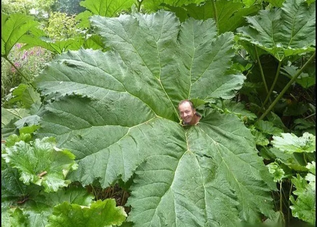 世界上最大的绿植叶子