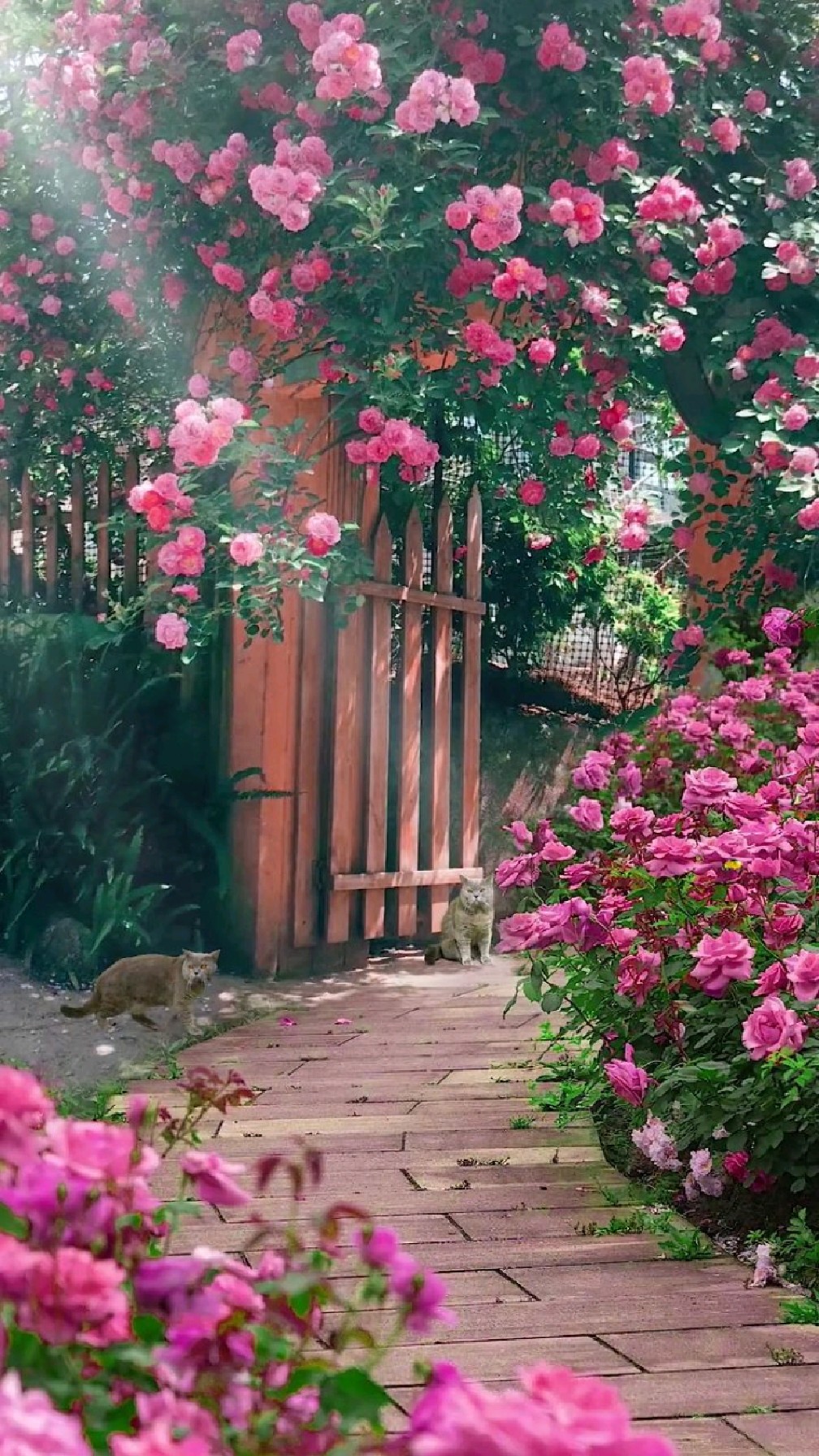 这一院美景温柔了岁月,唯美了时光