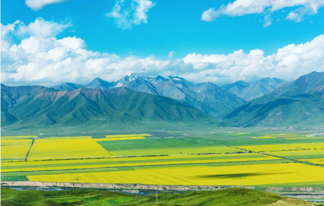 门源油菜花海图片高清图片