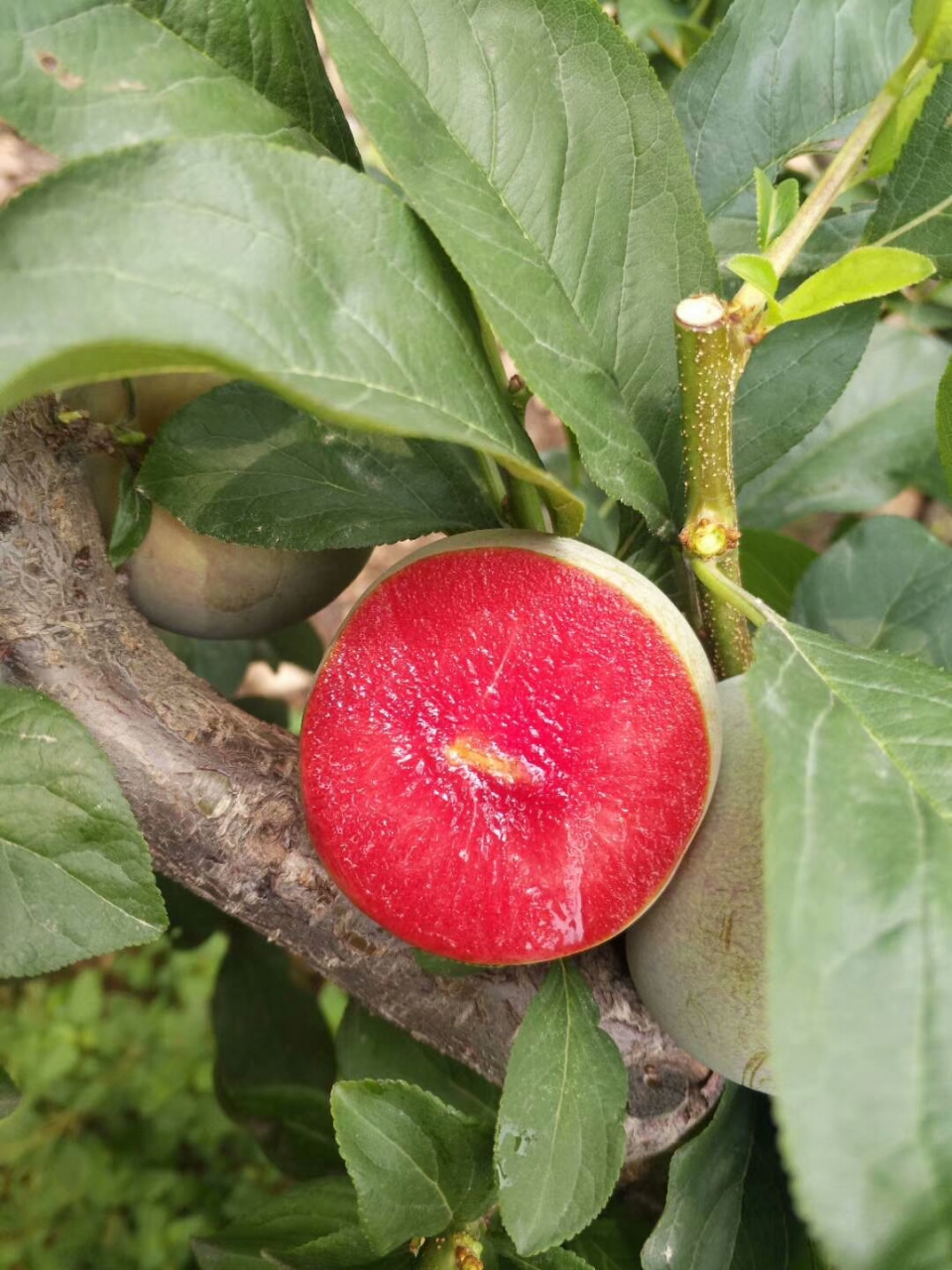 美国杏李-味帝李子苗,在山东地区六月中旬成熟,是杏和李的完美杂交