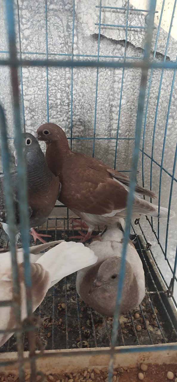 红西翁小鸽子,宠物分享!