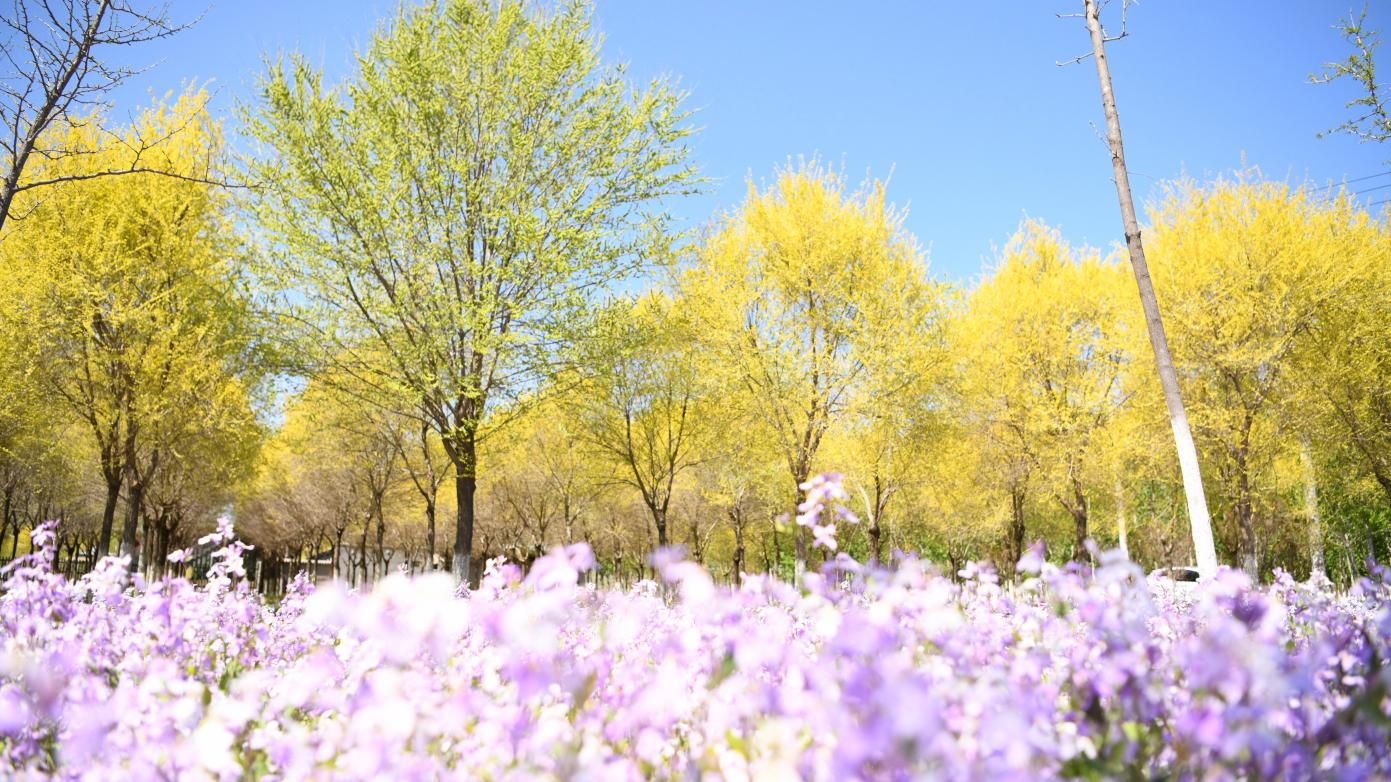田园美 村庄美 生活美 ▏大兴礼贤镇人居环境整治擦亮乡村振兴亮丽