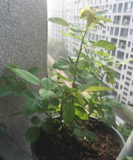 月季光长叶子不结花苞是什么原因?