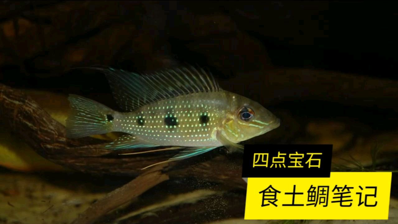 四点宝石,食土里长得最慢的品种能吃不长膘