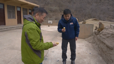 萌态十足!太行山深处的猕猴活泼可爱,不愧是山中"精灵"