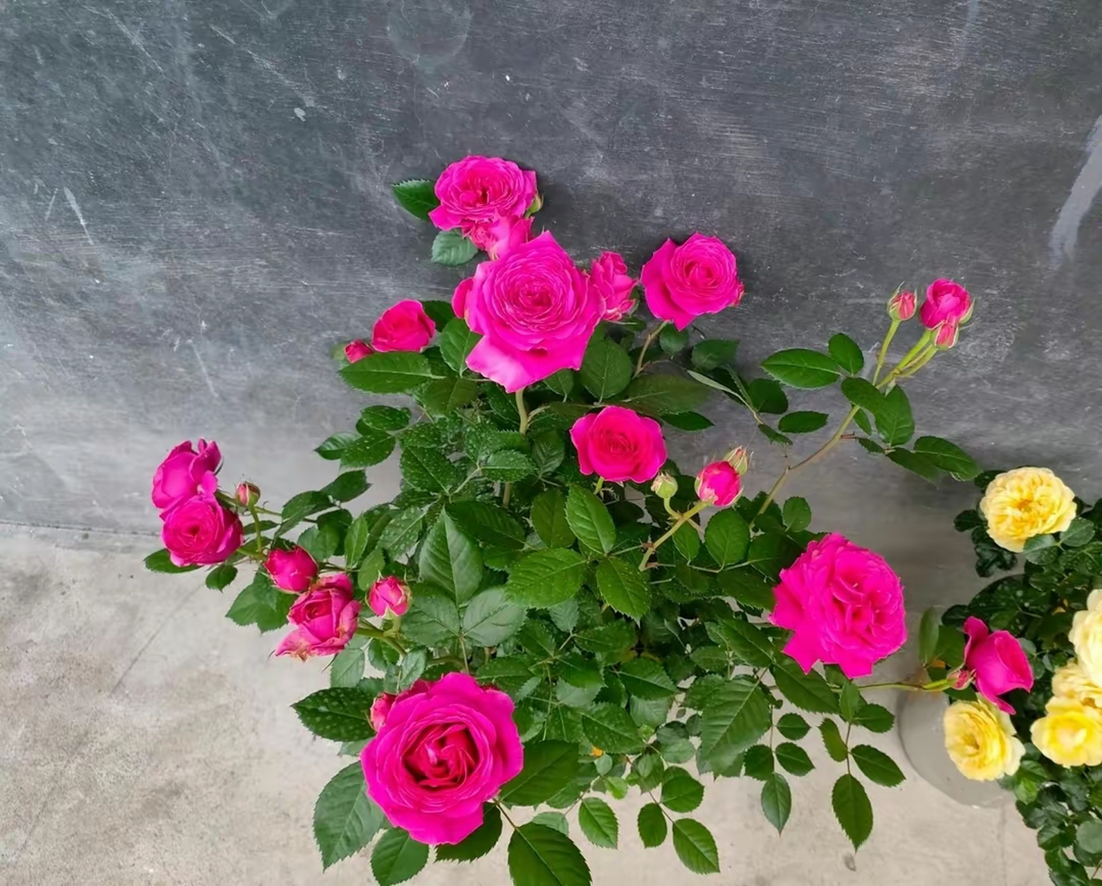 微型盆栽月季-巨蟹座