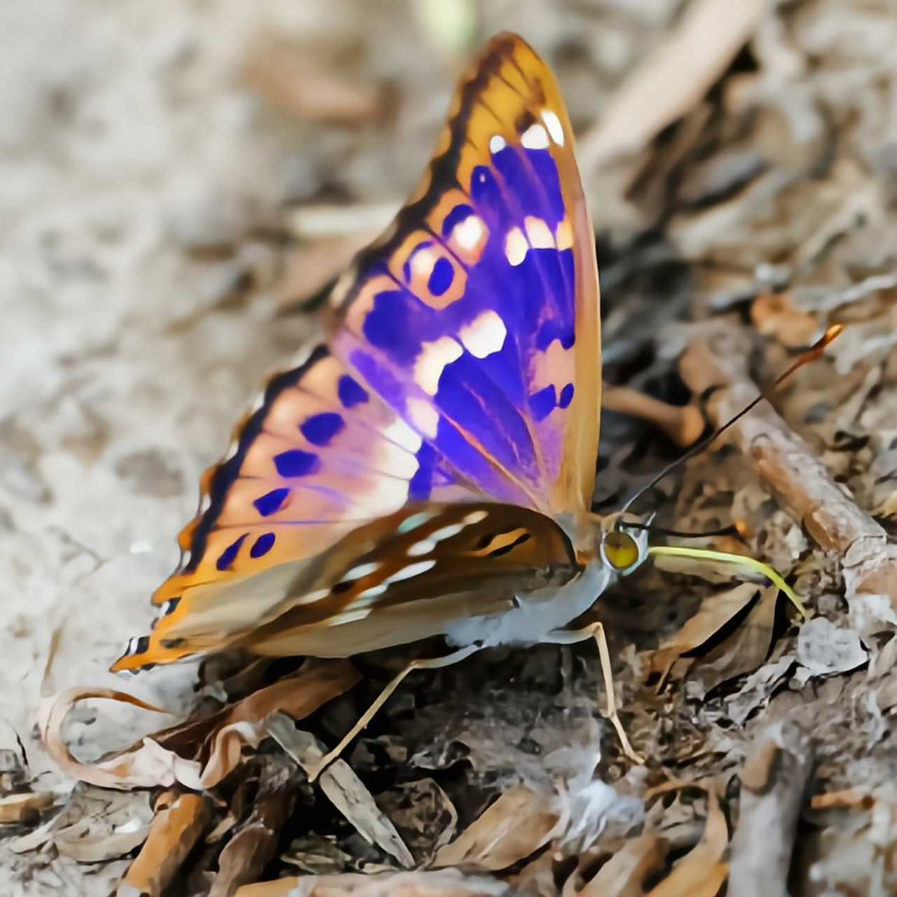 黑紫蛱蝶图片