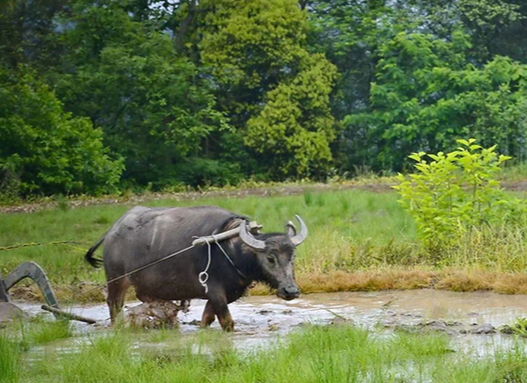 拉牛犁田可是个技术活,即便你有c照,估计也这也驾不了.#趣图搞笑
