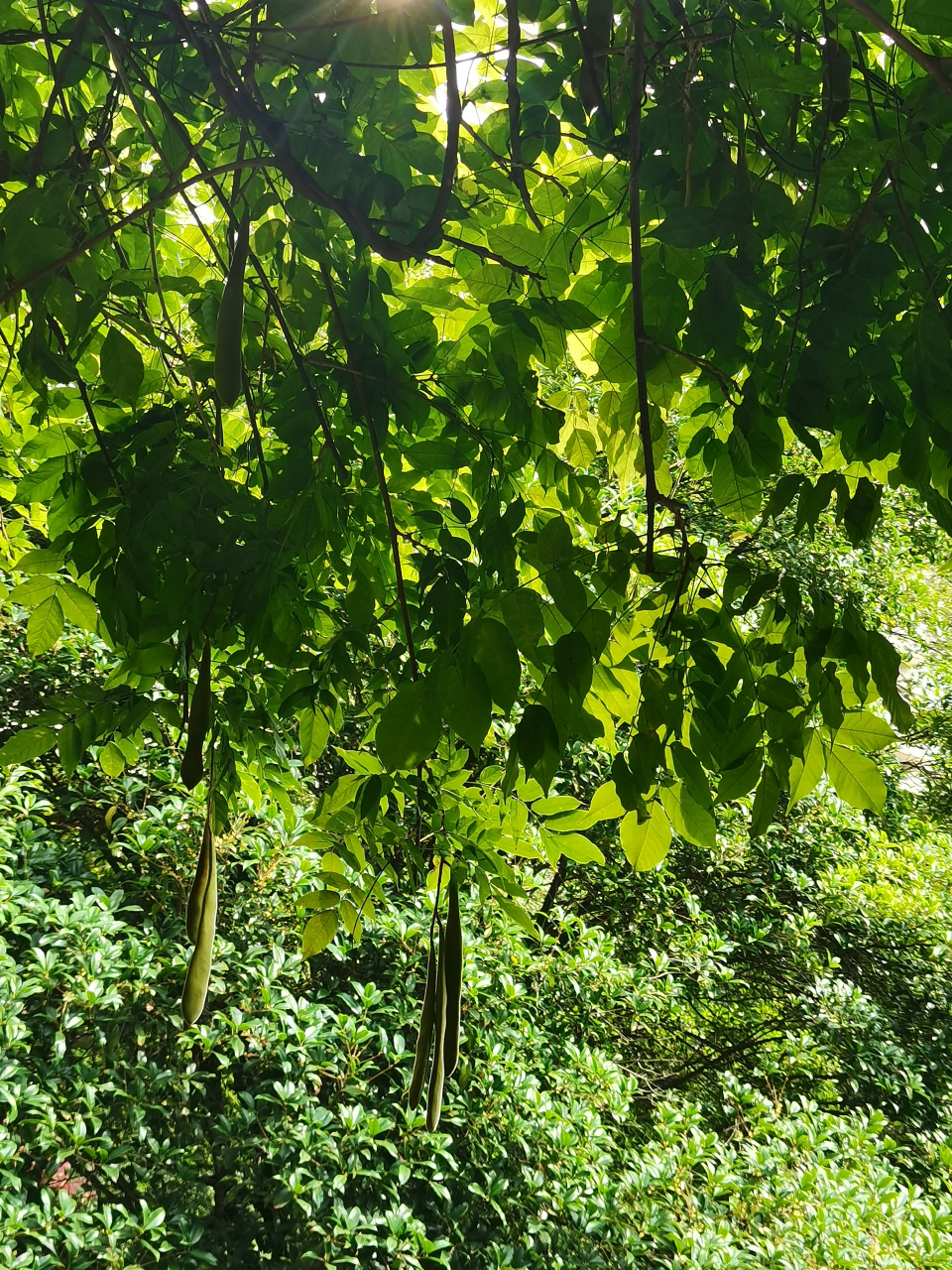 紫藤,是豆科紫藤属落叶藤本植物. 花期4-5月,果期5-8月.
