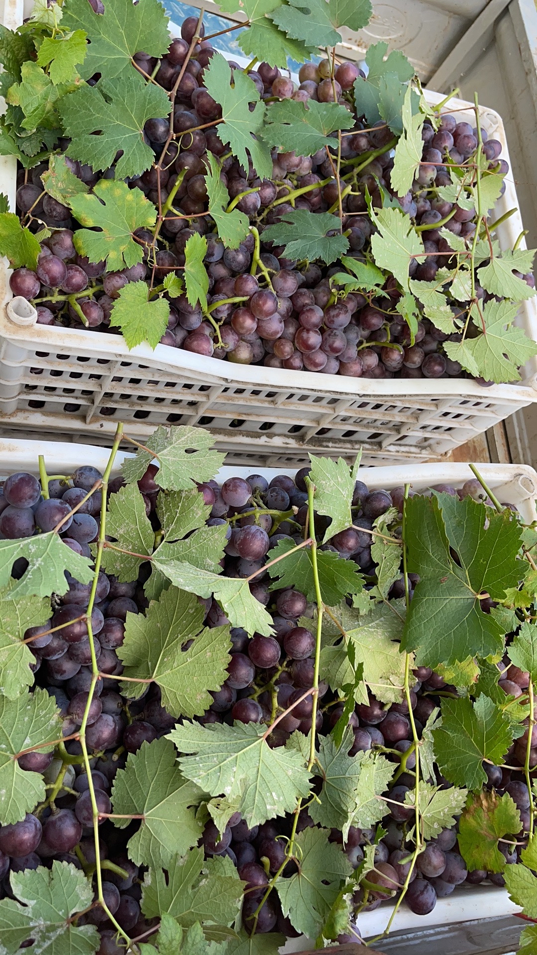 自己家的苹果葡萄山楂