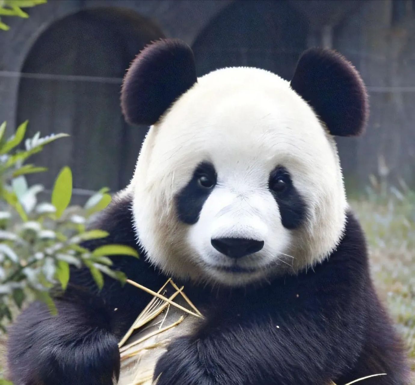 谁家小熊长这么好看,原来是我们的萌妹—飞云 能打败飞云的只有飞云小