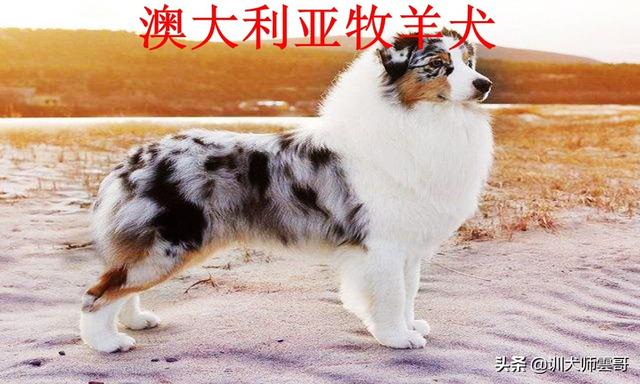 牧羊犬