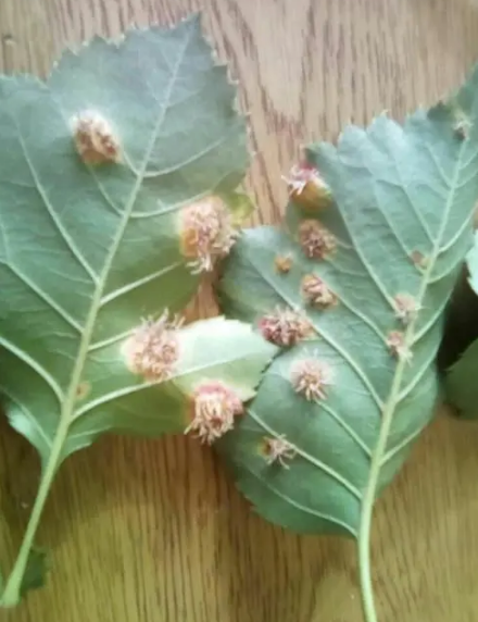 山楂树锈病病害症状及治理方法(收藏)